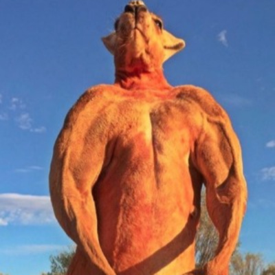 Ep 25 | Kangaroos! episode artwork