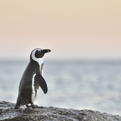 Das Pinguin Prinzip & der Erfolg 