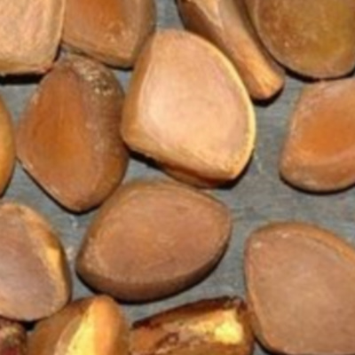 Andiroba