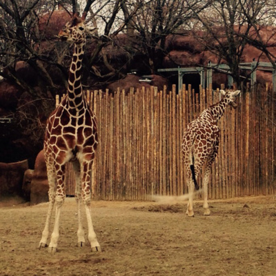 A importância dos zoológicos - The importance of Zoos.
