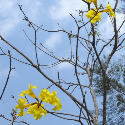 Ipê amarelo - video (link: Youtube).