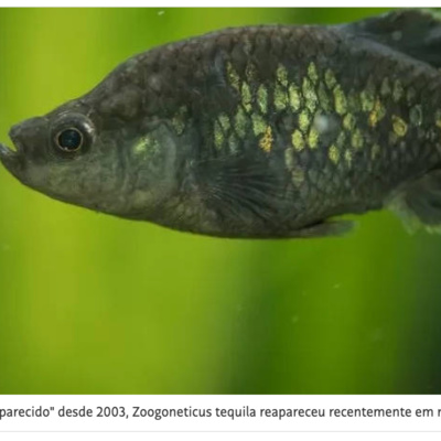 Podcasts de Ecologia/Composições musicais/NaturezaEcology Podcasts/Musical Compositions/Nature
