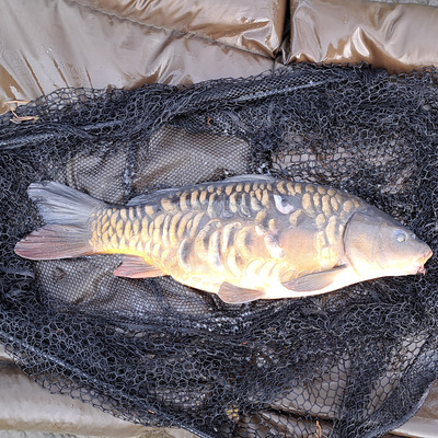 Atkins Lake 011 / Carp Fishing / E133