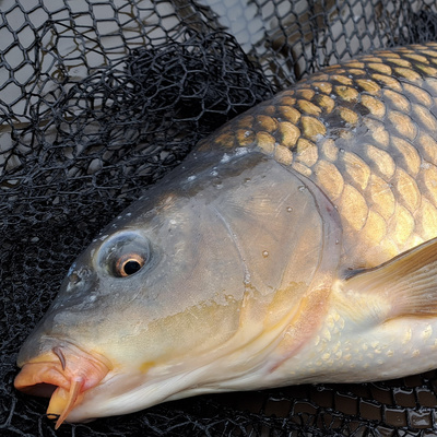 Atkins Lake 013 / Carp Fishing / E138