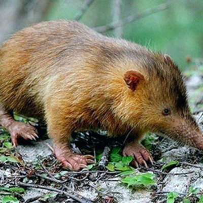 Animales, naturaleza y otras cosas
