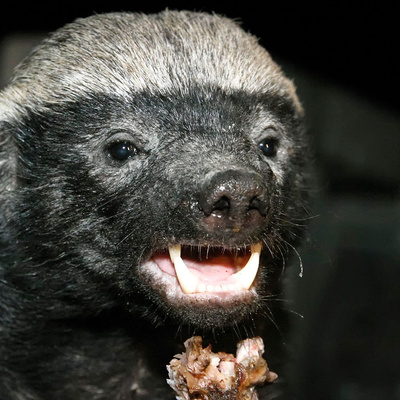 Animales, naturaleza y otras cosas