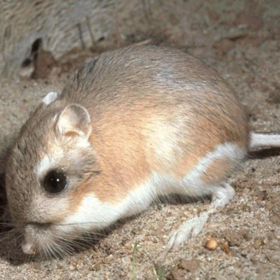 Animales, naturaleza y otras cosas