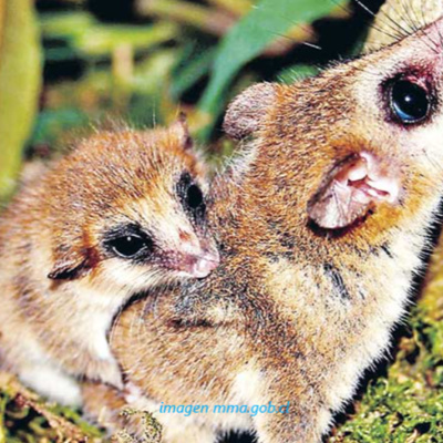 Animales, naturaleza y otras cosas