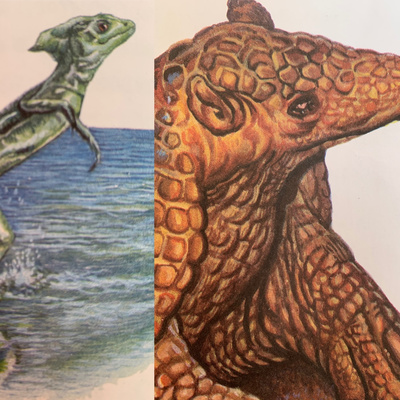 Animales, naturaleza y otras cosas