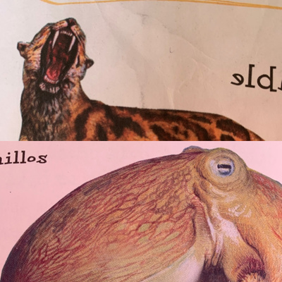 Animales, naturaleza y otras cosas