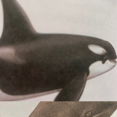 Animales, naturaleza y otras cosas
