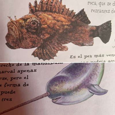 Animales, naturaleza y otras cosas