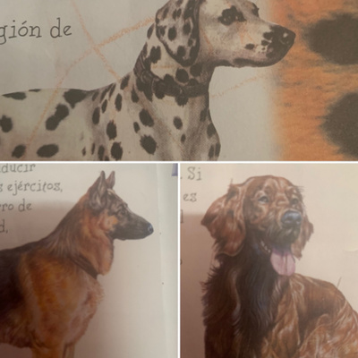 Animales, naturaleza y otras cosas