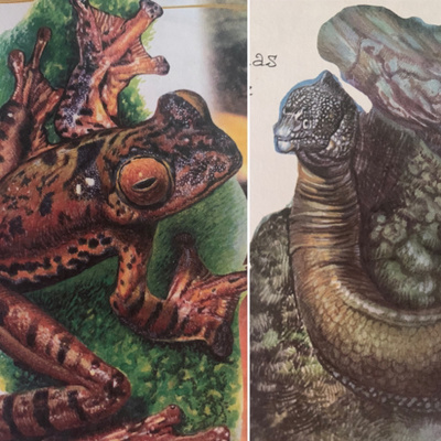 Animales, naturaleza y otras cosas
