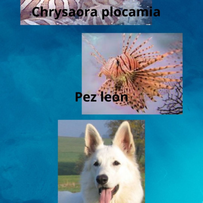 Animales, naturaleza y otras cosas