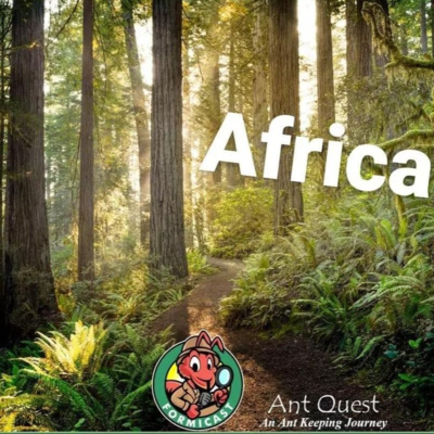 Ant Quest: Africa