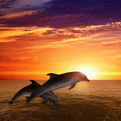 Wall Street Wildlife Investing Podcast