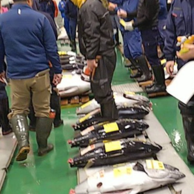 豊洲市場の初セリ『新春3億のマグロを食う』#49杯目