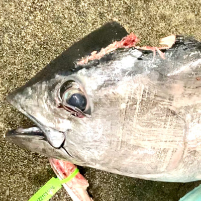 酒やけ…声ガラガラで貴重な『マグロの刺身』の話#92杯目