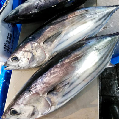 魚屋の全力おすすめです。今食べよう!今夜食べよう!旨いよ『カツオ』