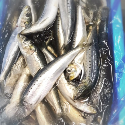 【豊洲市場の生々しい市場話】〇〇のせいで日本の魚事情が変わりました