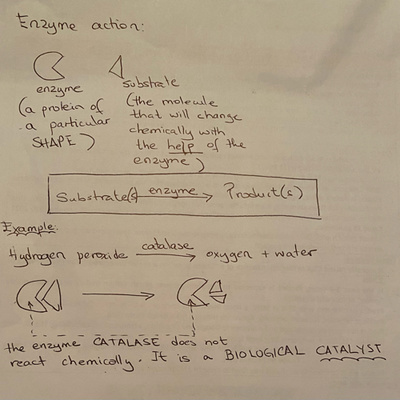 Enzymes GCSE Biology