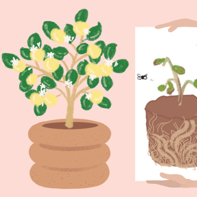 Glow Ups or Grow Ups? episode artwork