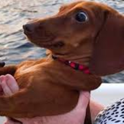 BIG DICK DOG