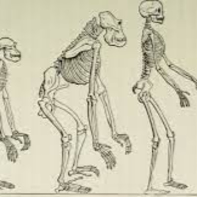 Anthropology 101