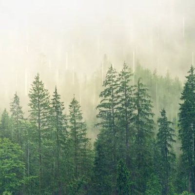 Rain In The Forest | Sleep Sounds Podcast | Deep sleep music | Sleep Sound