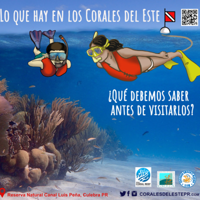 1. ¿Qué debemos saber antes de visitar los arrecifes de coral de Puerto Rico?