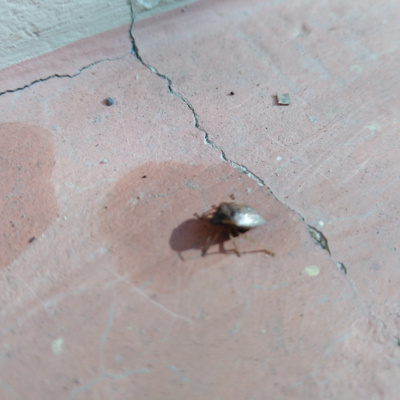 Peace, Respect and Protectivity for all Terra-Family! Pace, Respect și Protectivitate pentru totă Terra-Familie! Song. Peace, Respect and Protectivity for all Terra-Family! Pace, Respect și Protectivitate pentru totă Terra-Familie! Song.