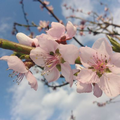 Peace, not war. *pieniuiu Call of gromanticism Peace, not war. *pieniuiu Call of gromanticism