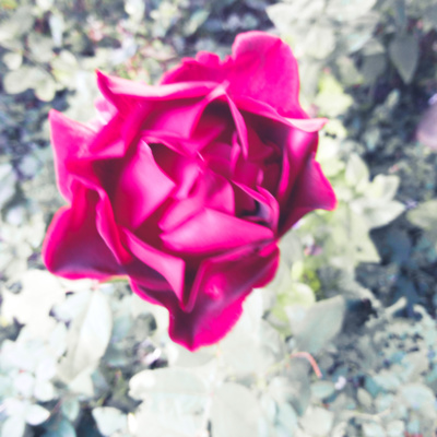 Pace, nu război. peenre* Peace, not war. pieniuiu* veto,vito! Pace, nu război. peenre* Peace, not war. pieniuiu* veto,vito!