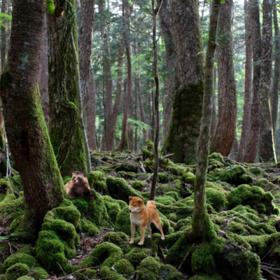 96.- Aokigahara, el bosque de los suicidios episode artwork