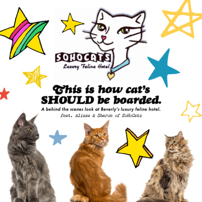 This is how cats SHOULD be boarded: Everything that goes into running a luxury feline hotel feat. SoHoCats This is how cats SHOULD be boarded: Everything that goes into running a luxury feline hotel feat. SoHoCats