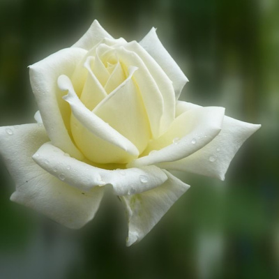 Meditación de las rosas y un río de Amor