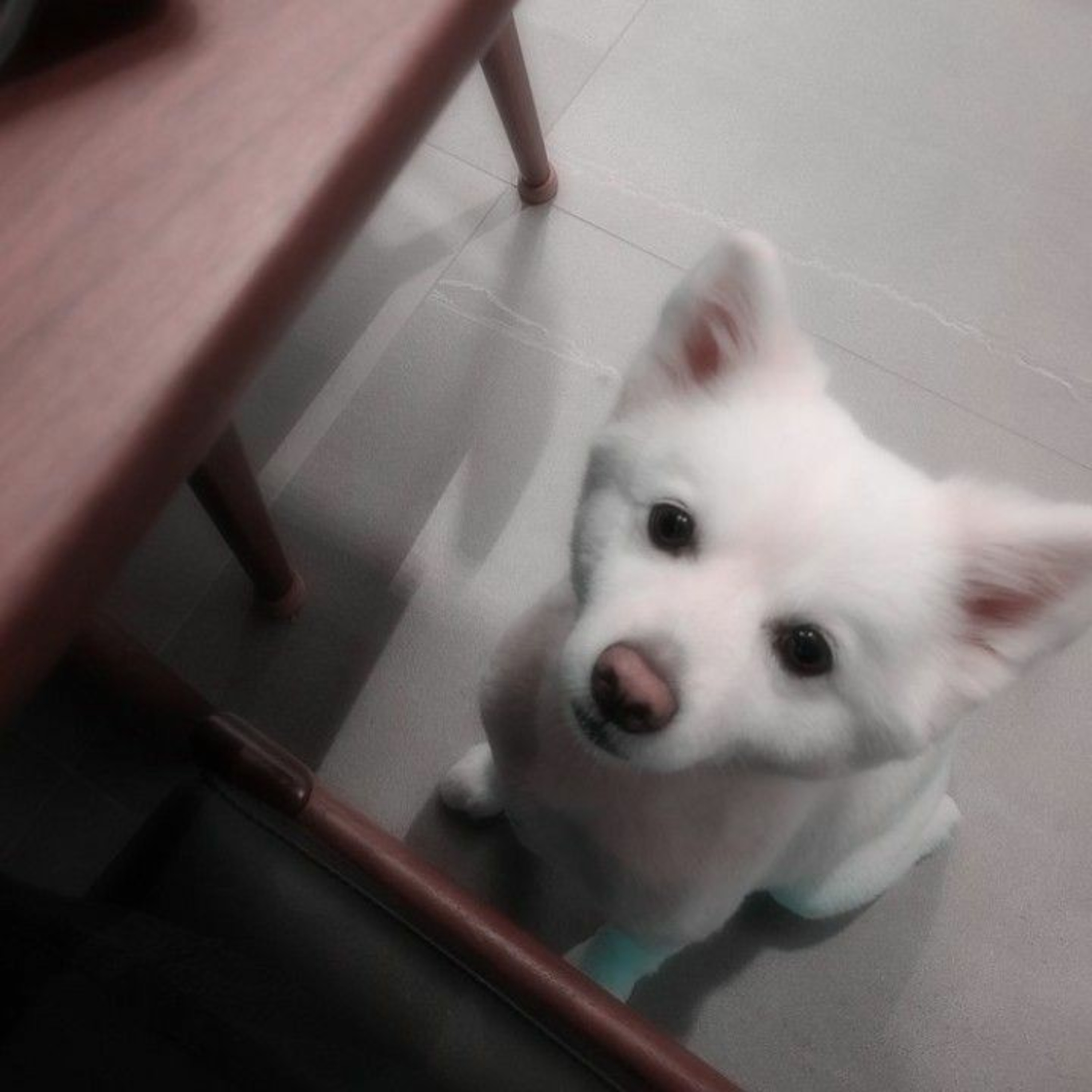 Nicole 🐧 cover art