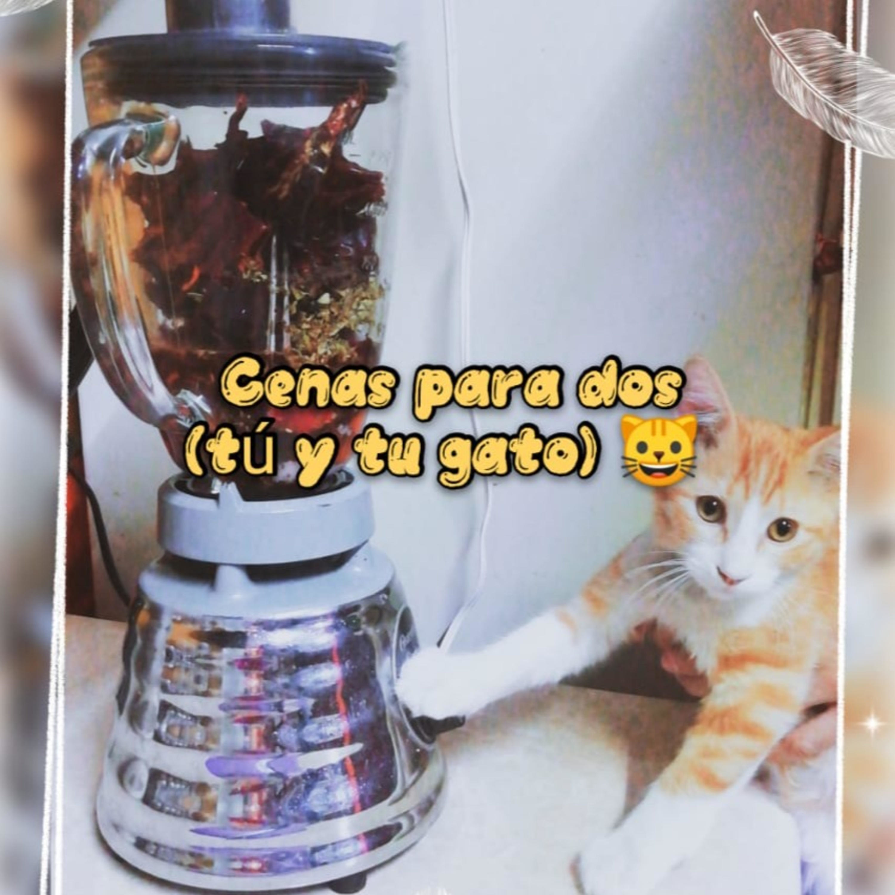 Cenas para dos (Tú y tu gato)
