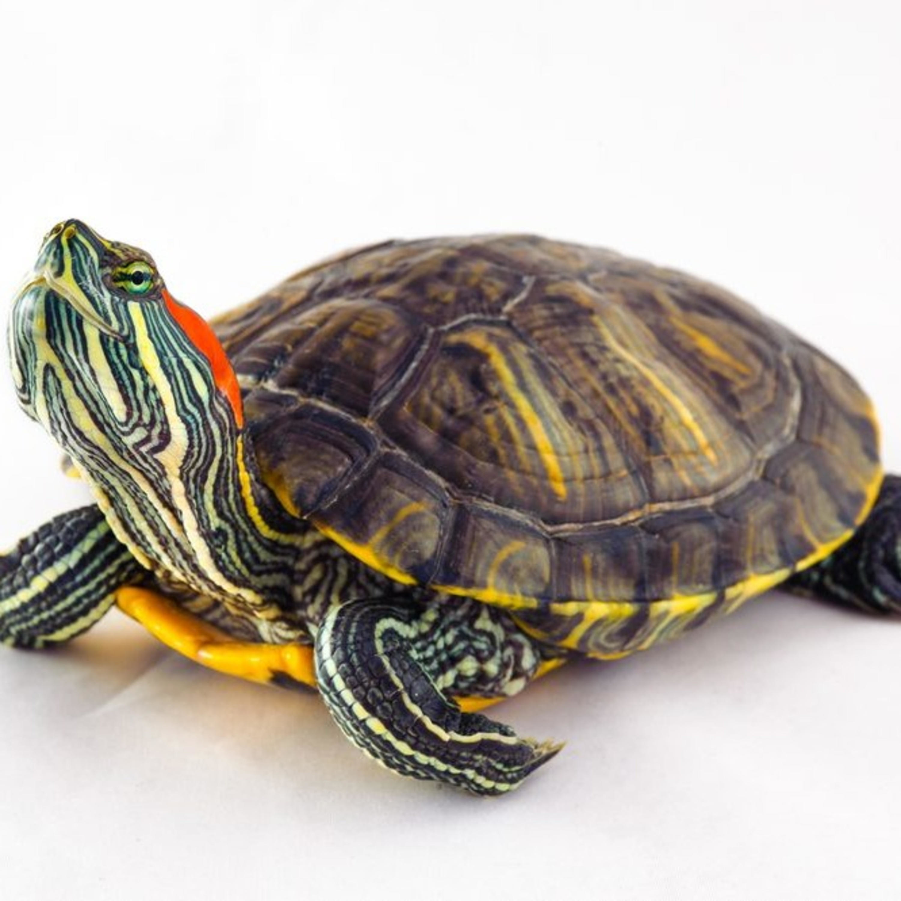 Especie Exótica Invasora