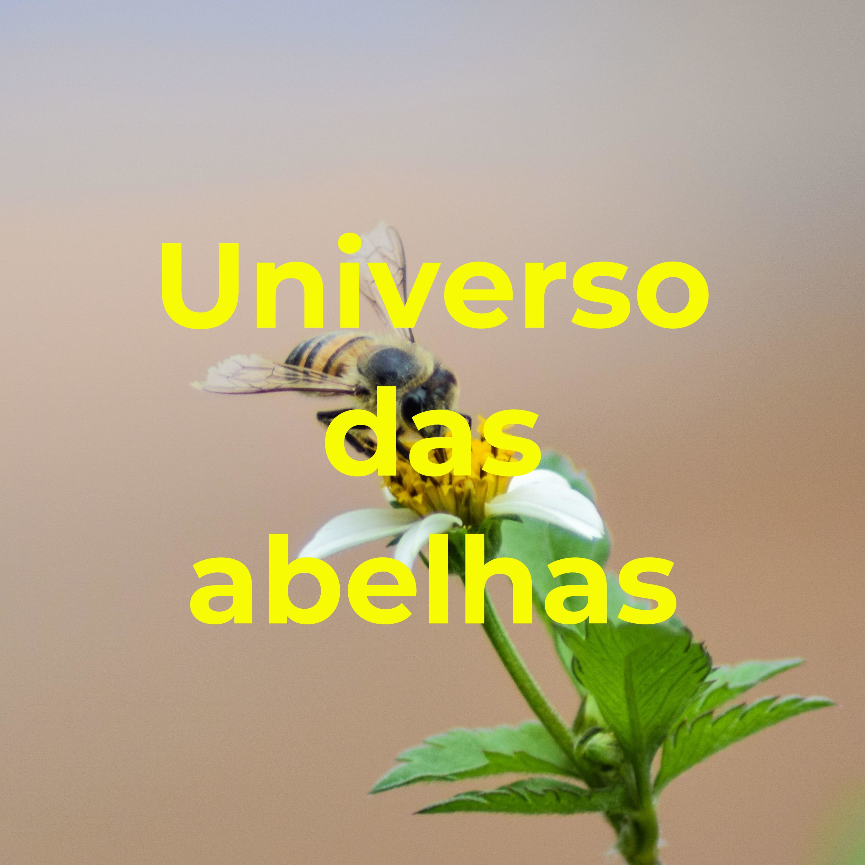 Universo das abelhas