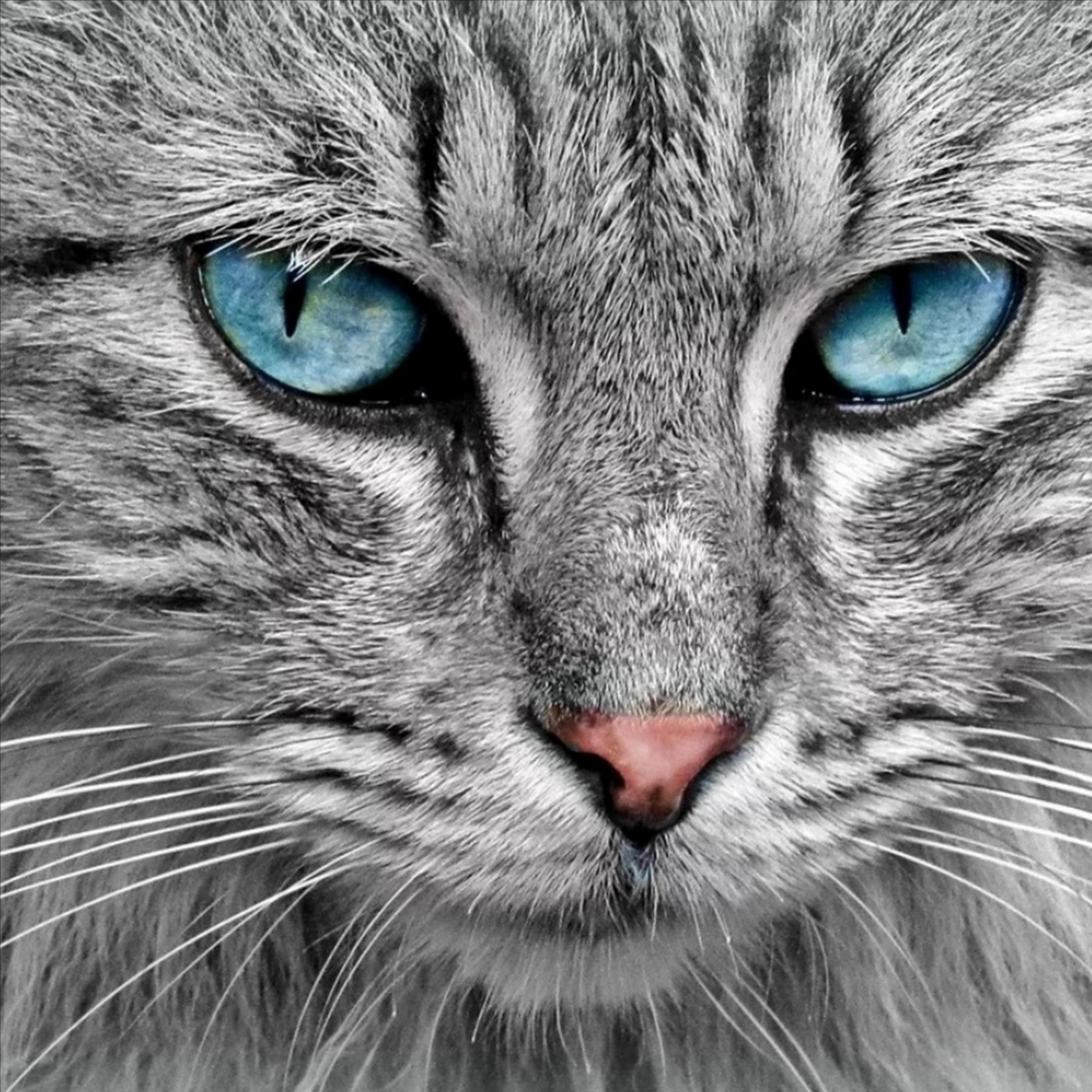 칭련과 함께 속어 정치 토론