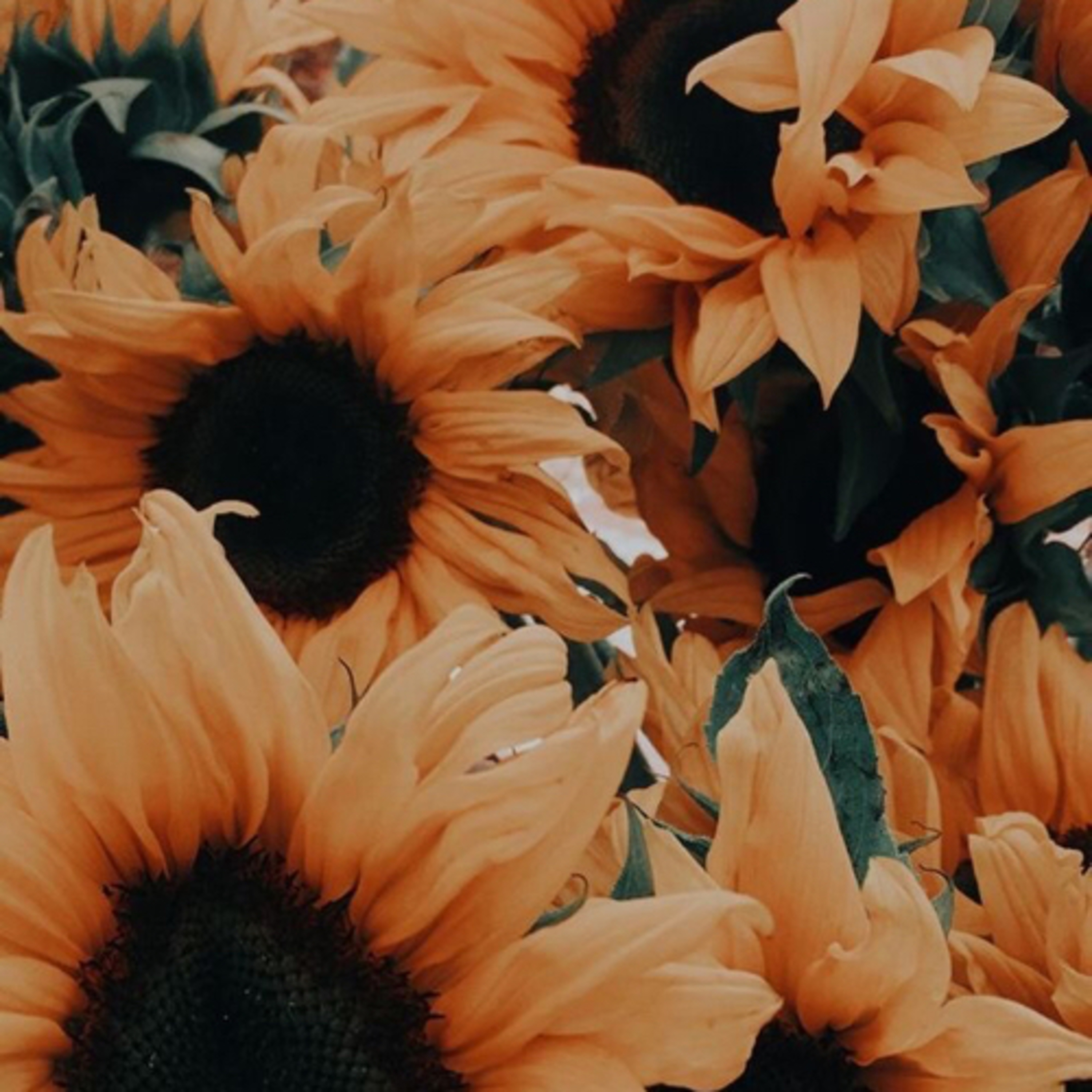 Beautiful Disaster 