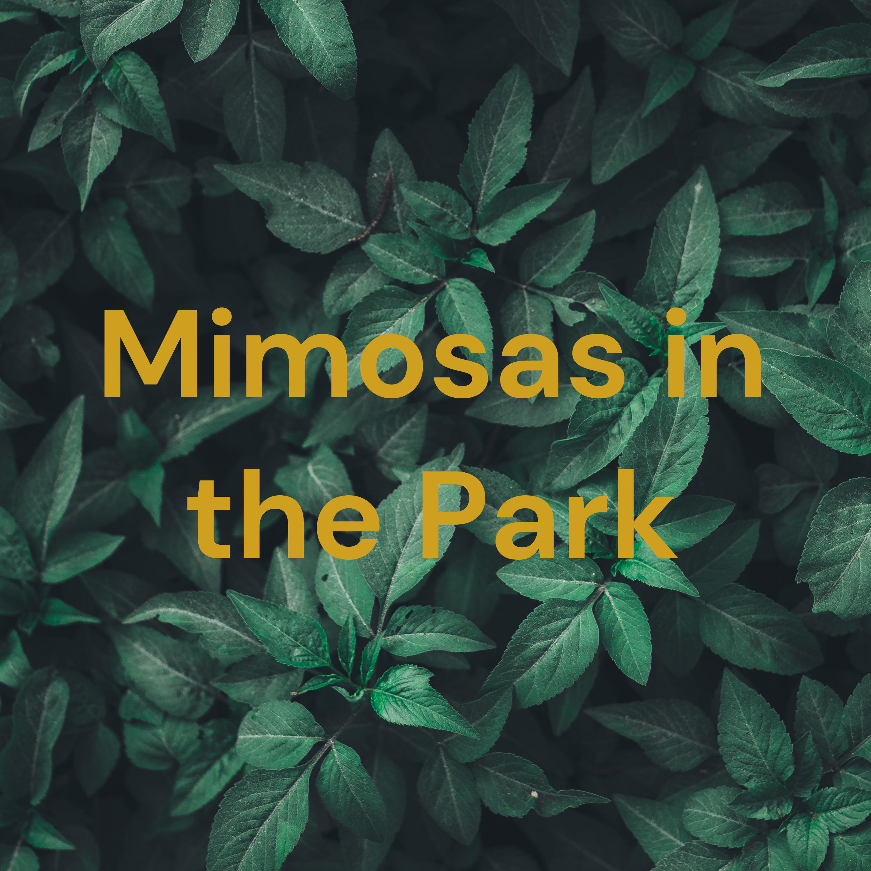 Mimosas in the Park