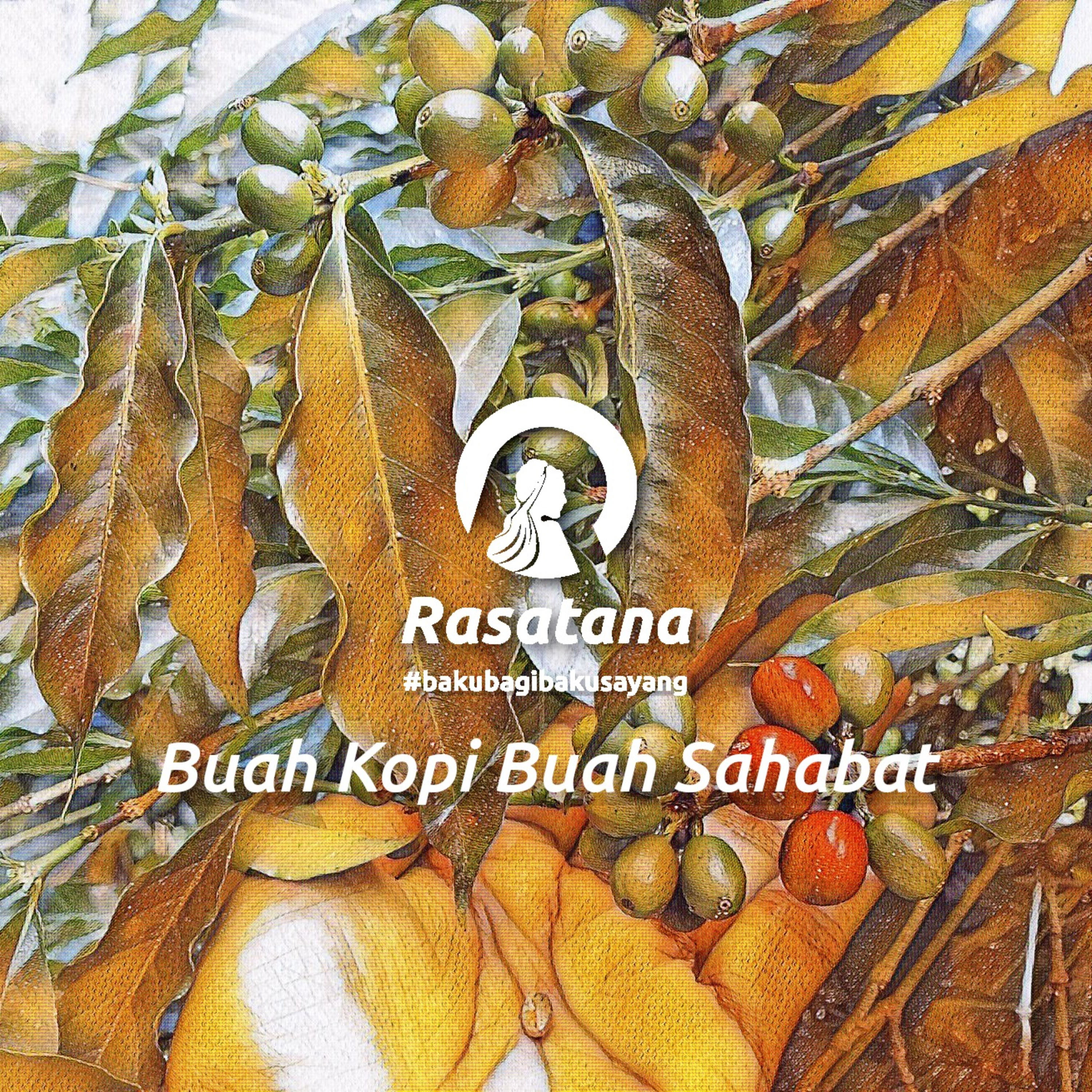 Buah Kopi Buah Sahabat