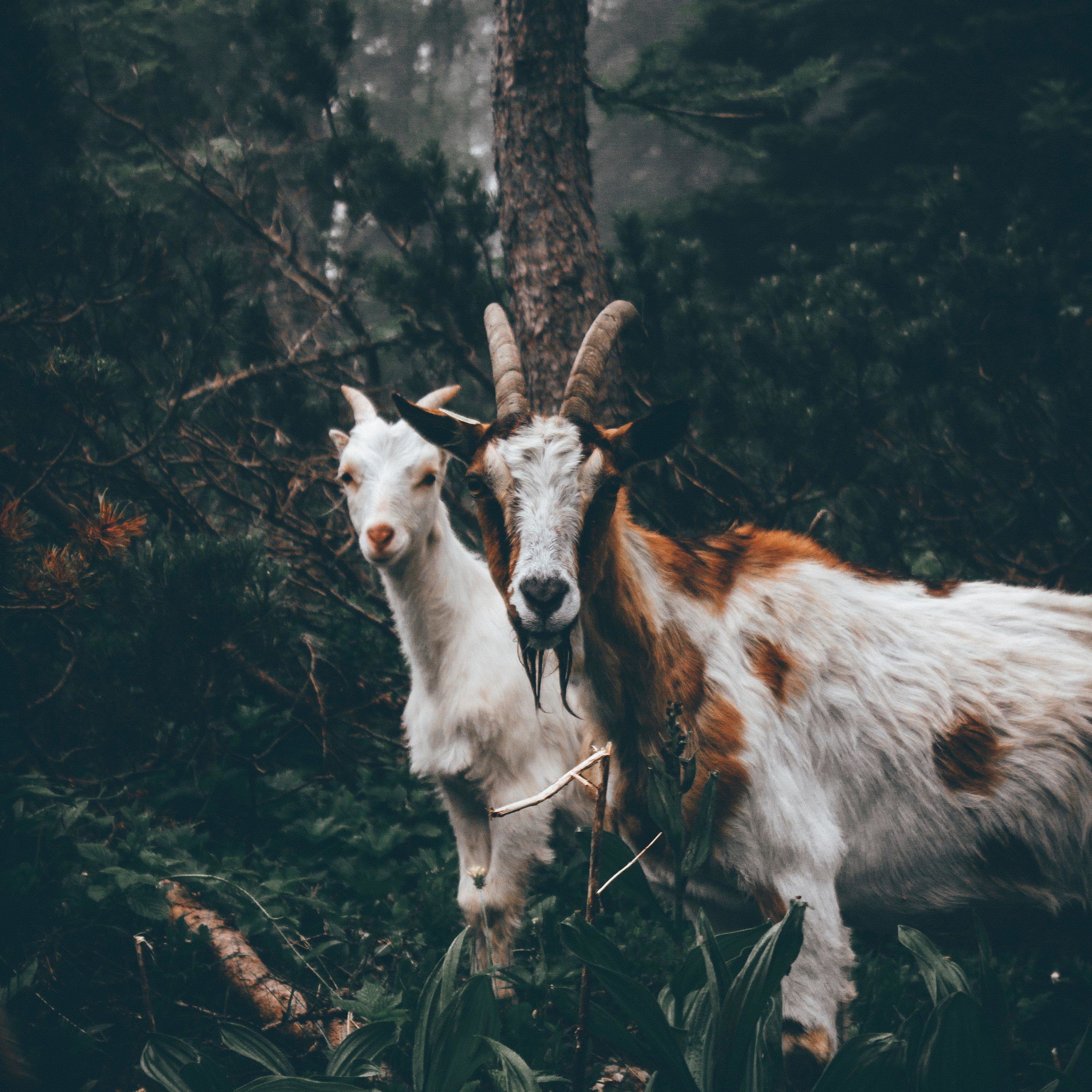 Billy goats galore