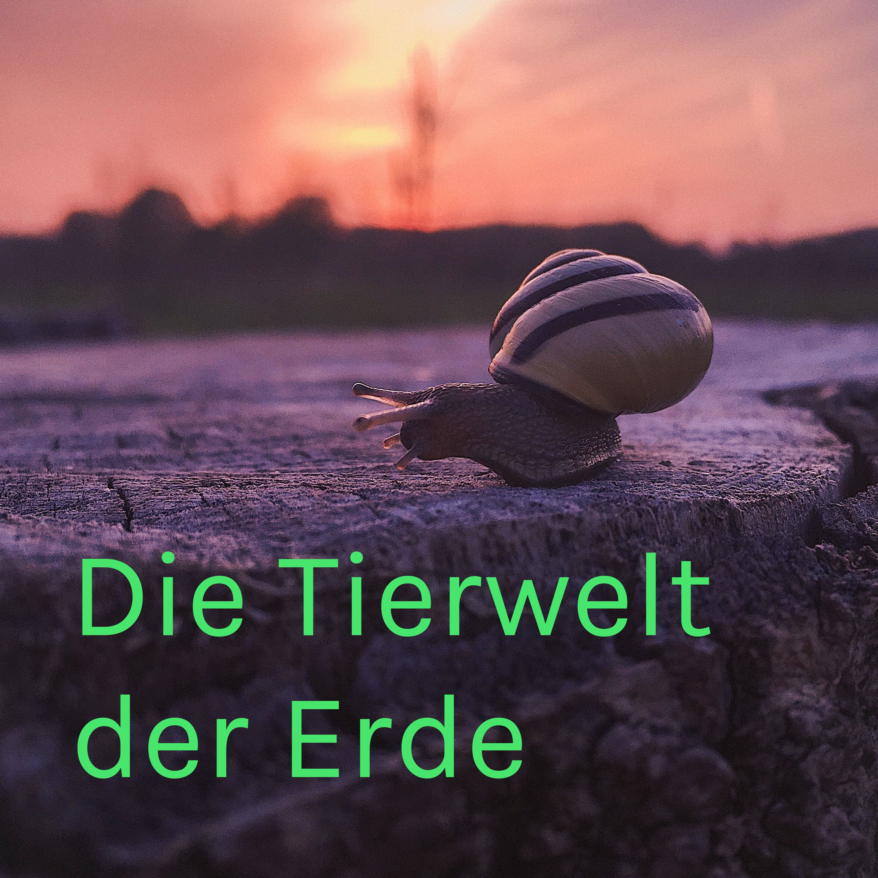 Die Tierwelt der Erde