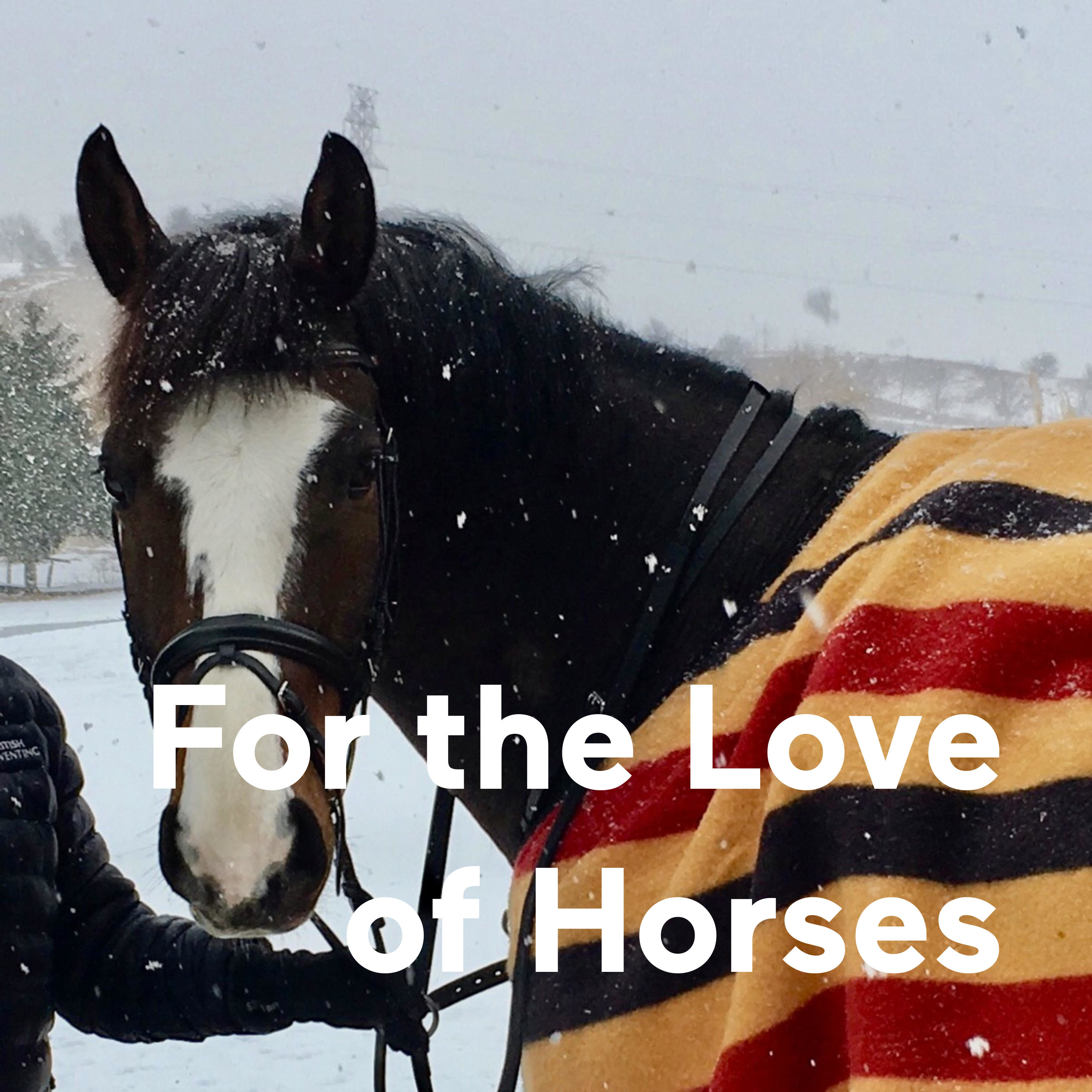 For the Love of Horses
