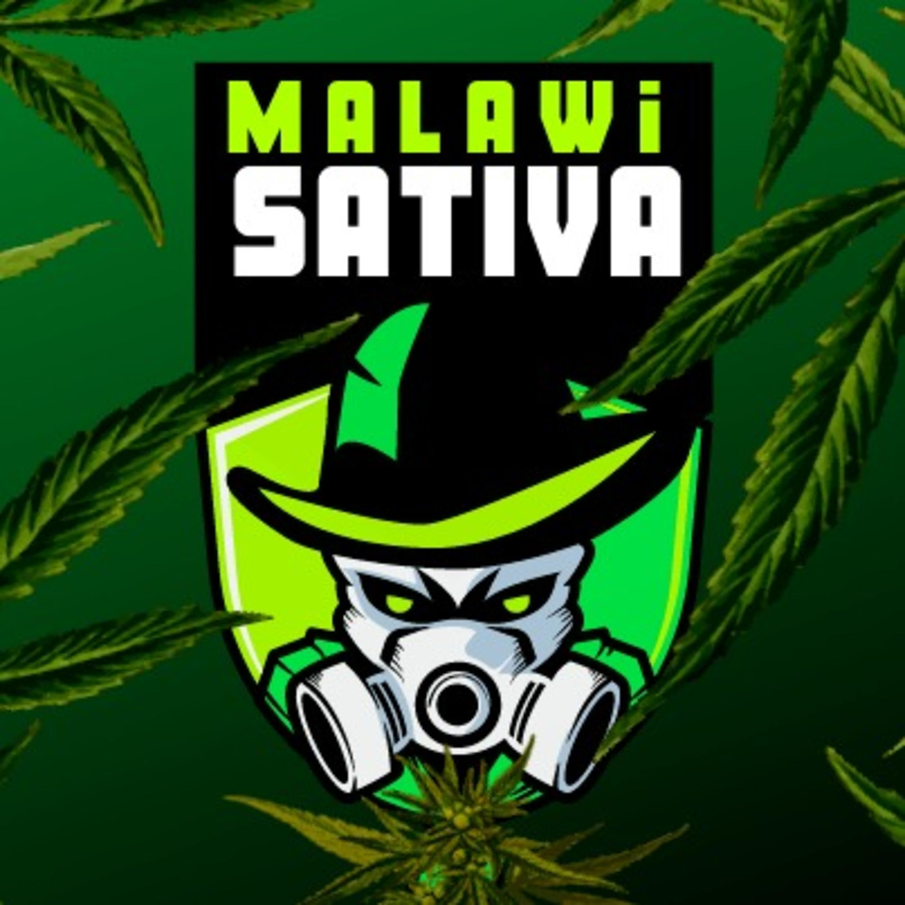 MALAWI SATIVA - Radio Cannabica