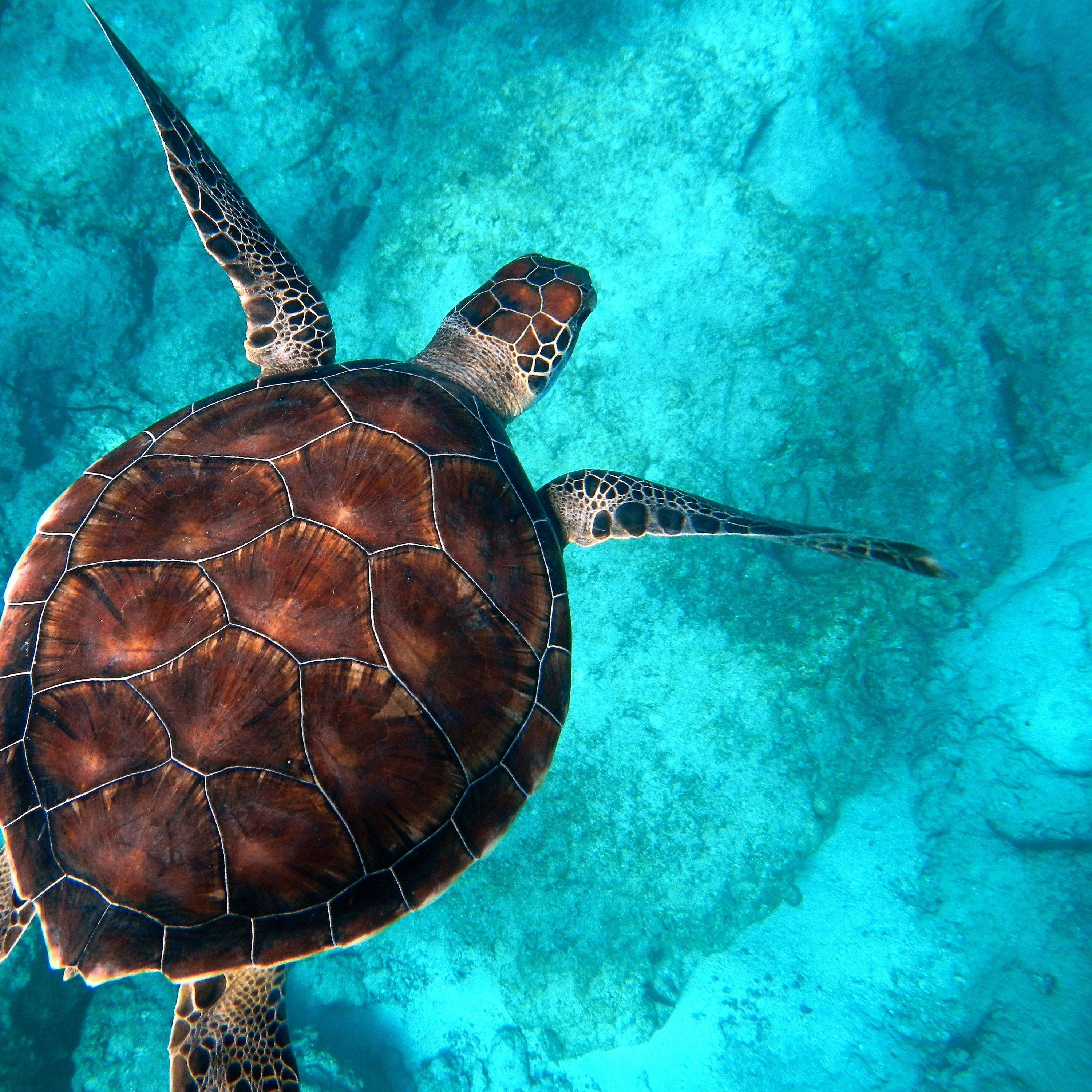 Green Sea Turtle Navigation